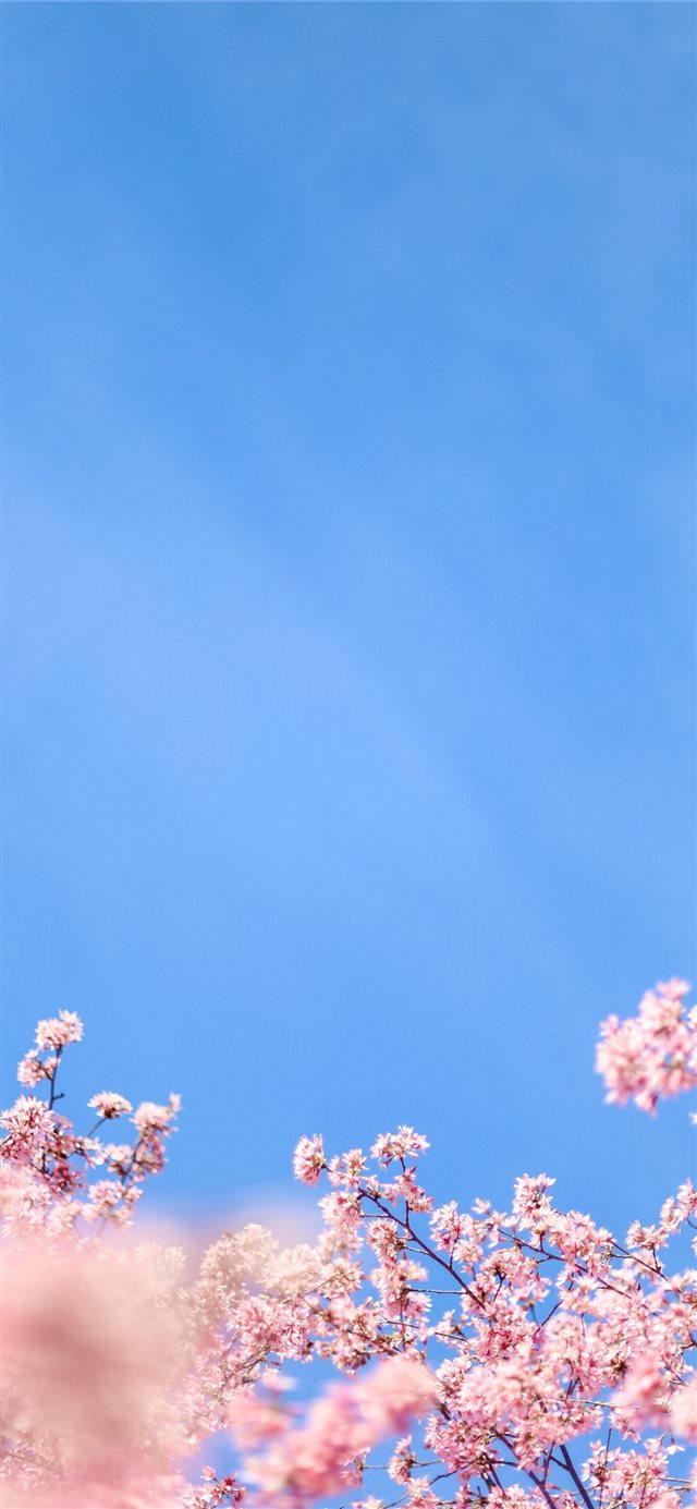 white cherry blossom under blue sky during daytime iPhone X wallpaper 