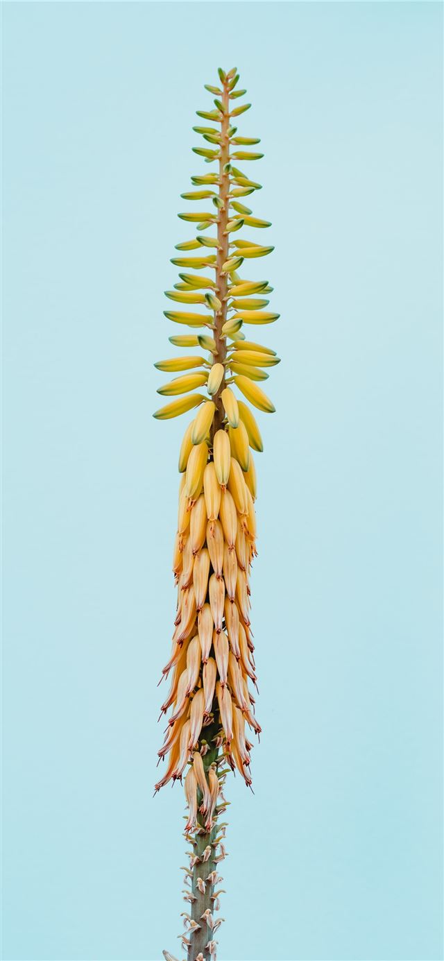 An Aloe Vera plant iPhone X wallpaper 
