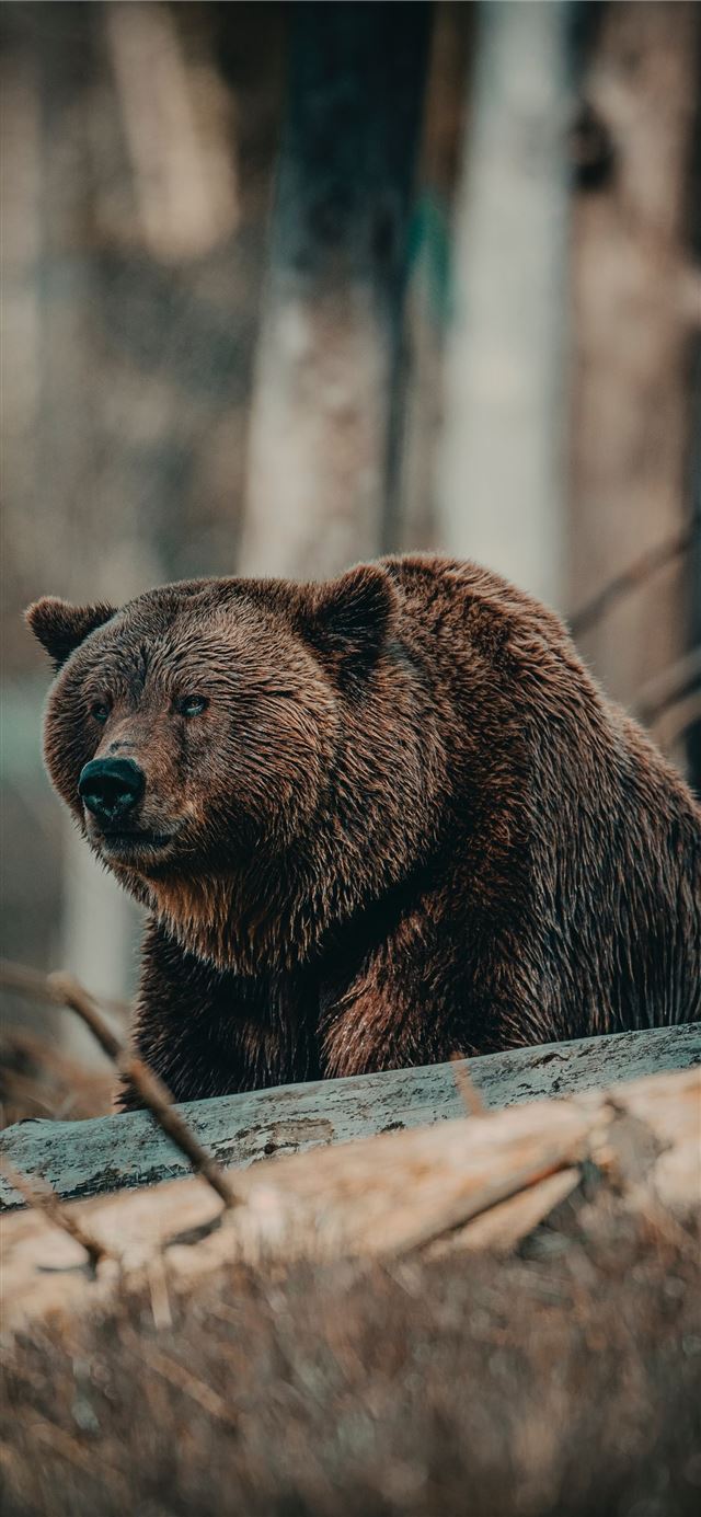 brown bear on brown wooden log during daytime iPhone X wallpaper 