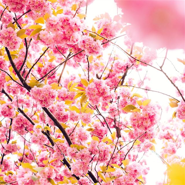 pink blossoming tree 8k iPad wallpaper 