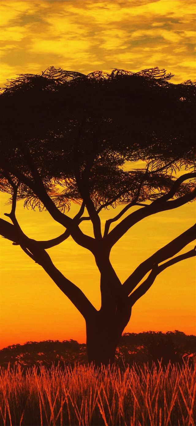 Serengeti Sunset 4k Samsung Galaxy Note 9 8 S9 S8 ... iPhone X wallpaper 
