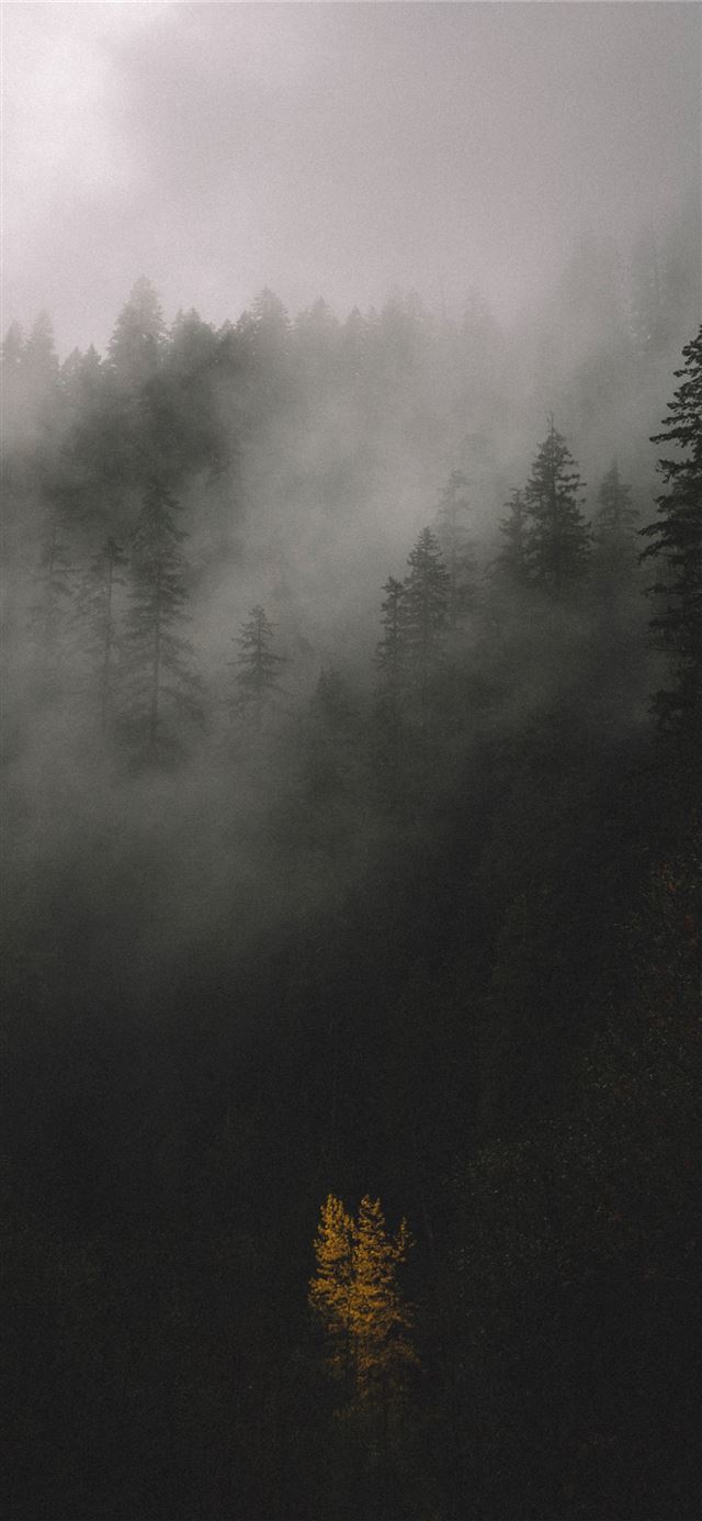 trees covered by fog iPhone X wallpaper 