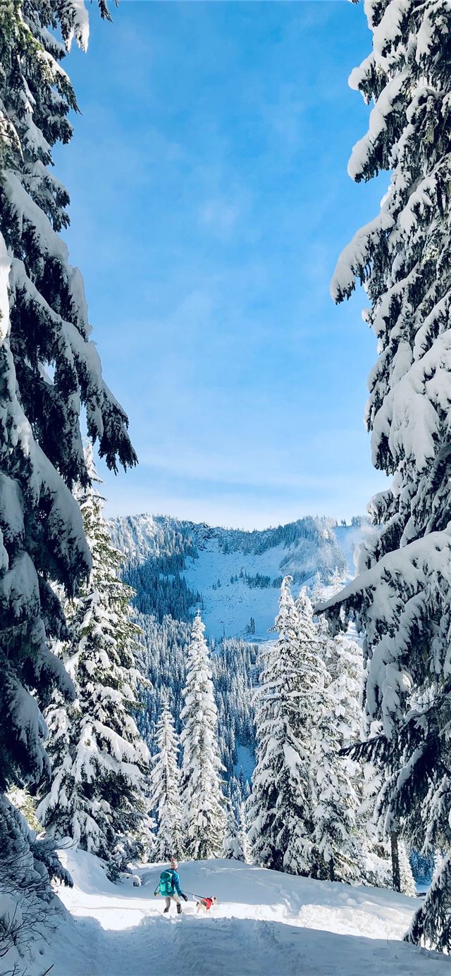 trees covered by snow iPhone X wallpaper 