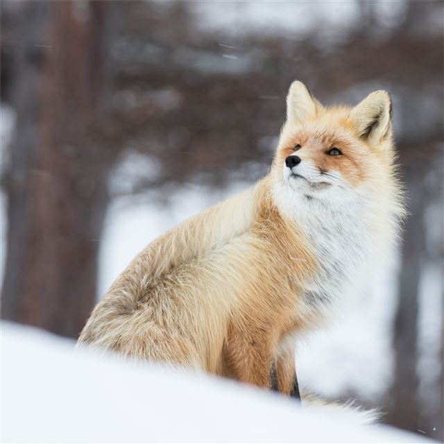 fox in snow 5k iPad Pro wallpaper 