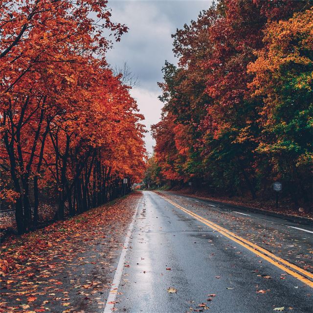 autumn road trees on sides fallen leaves iPad Pro wallpaper 