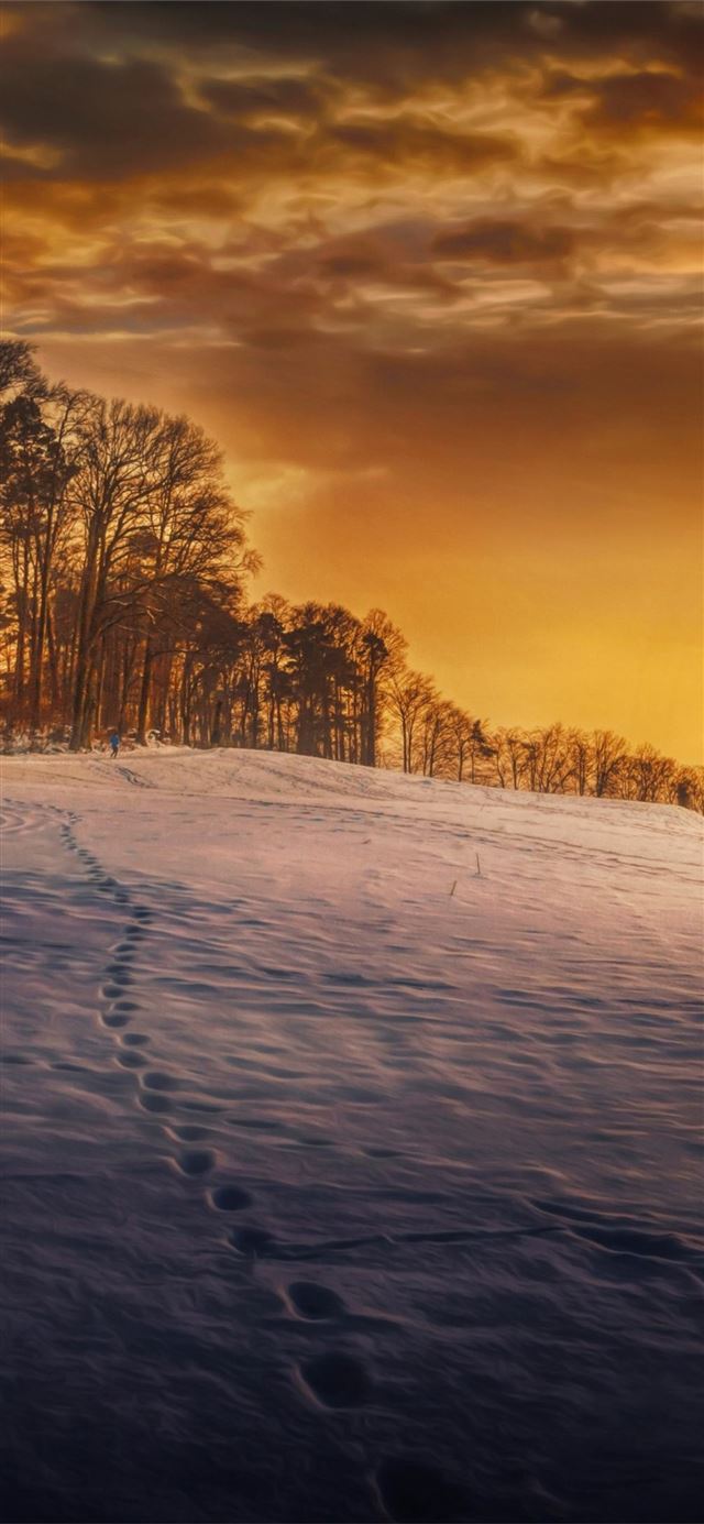 evening snow landscape trees iPhone X wallpaper 
