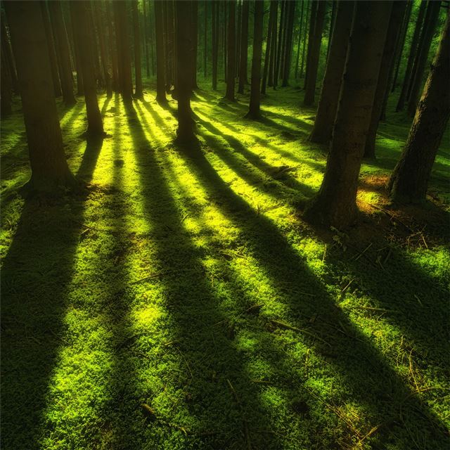 forest trees sunbeam iPad Air wallpaper 
