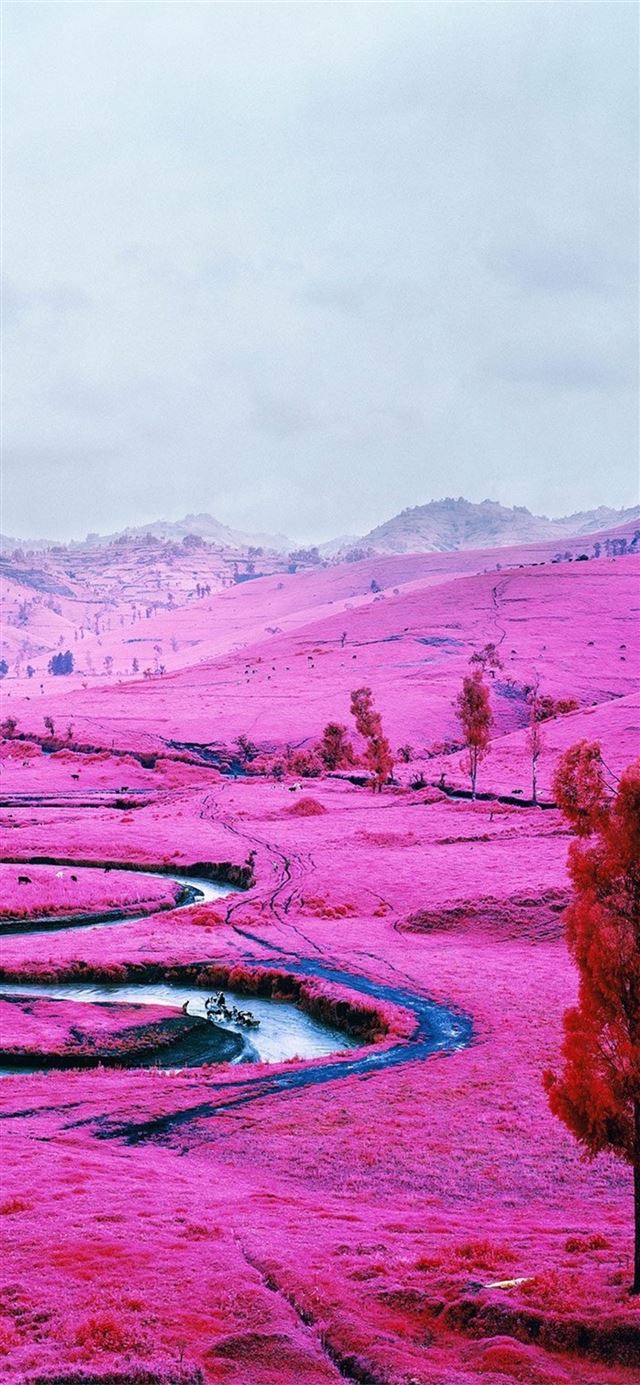 pink field democratic republic of the congo iPhone X wallpaper 