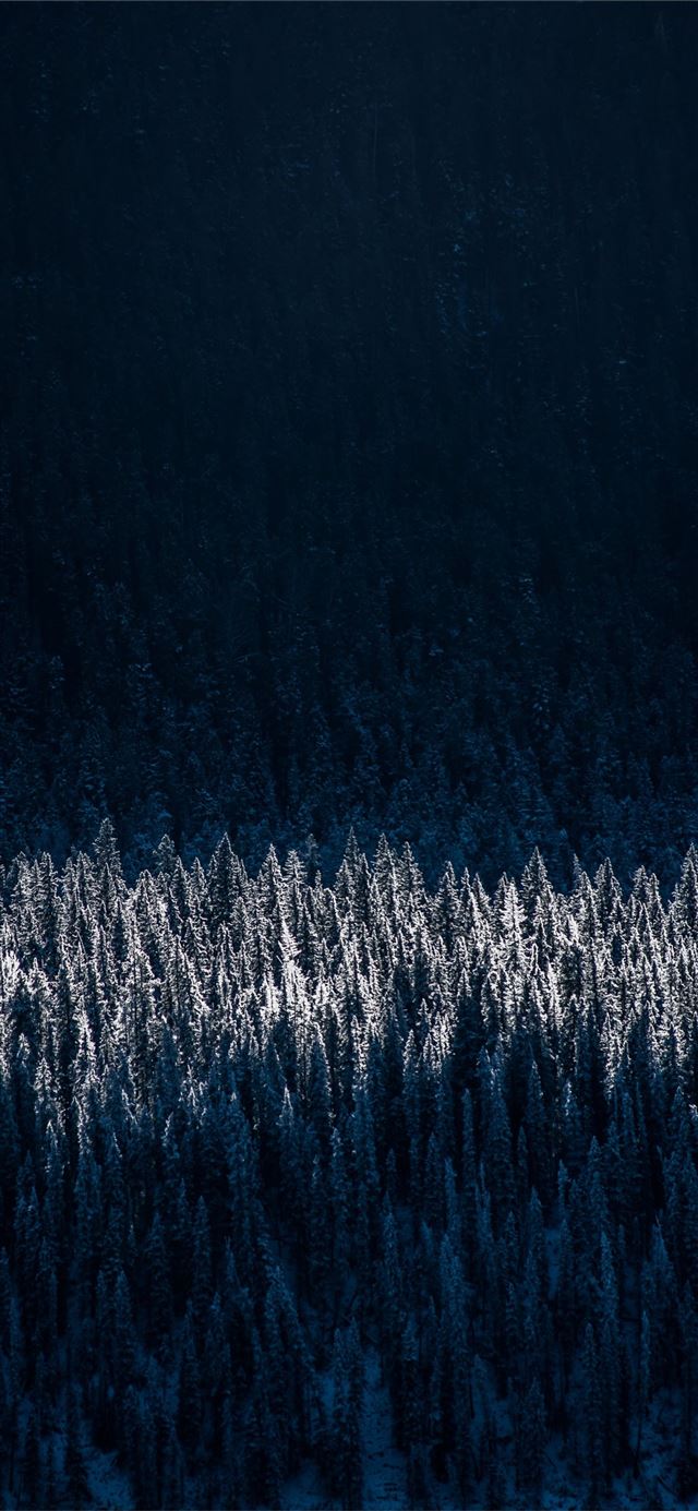evergreen pine shadow pine trees iPhone X wallpaper 
