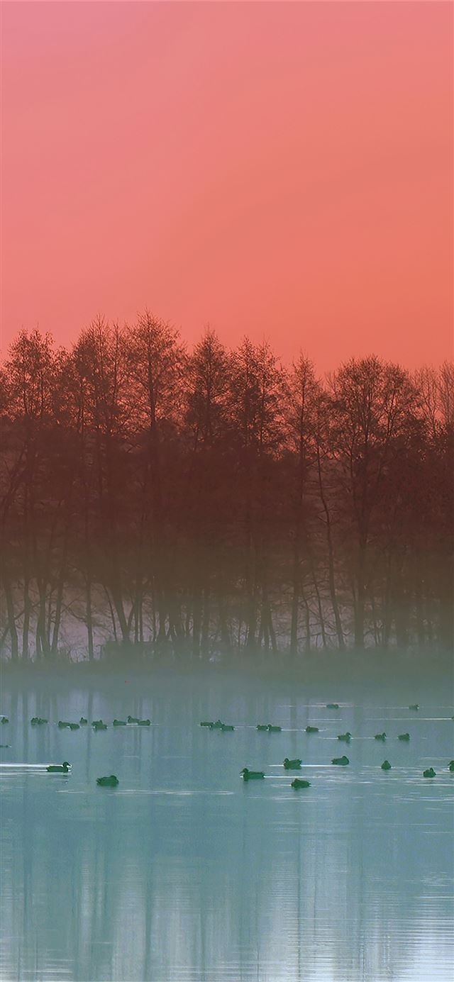 fog lake duck evening 4k iPhone X wallpaper 