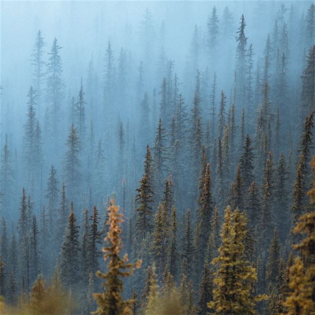 pine trees fog forest 5k iPad Air wallpaper 