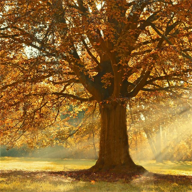 autumn rays of light trees 5k iPad Pro wallpaper 