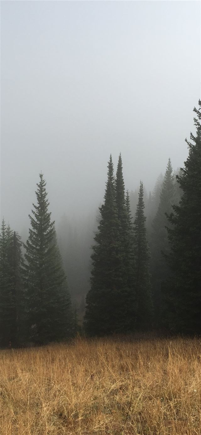 green pine trees below a cloudy sky iPhone 8 wallpaper 