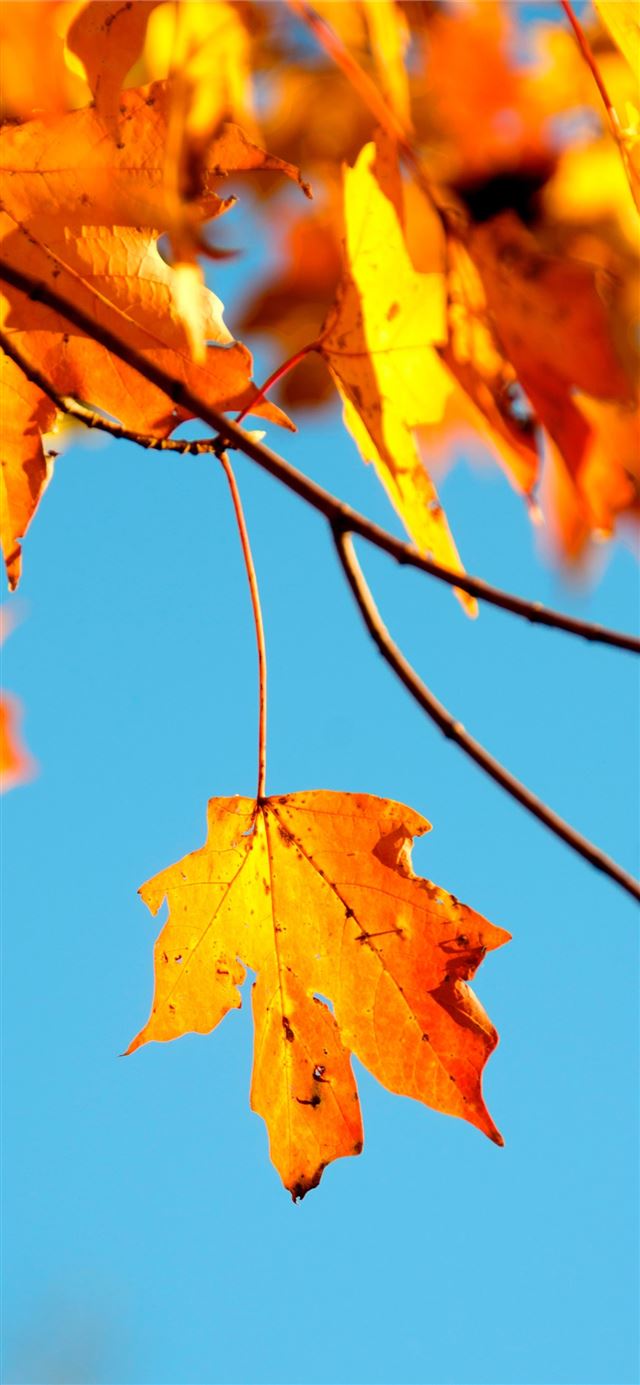 shallow photography of maple leaf iPhone 8 wallpaper 