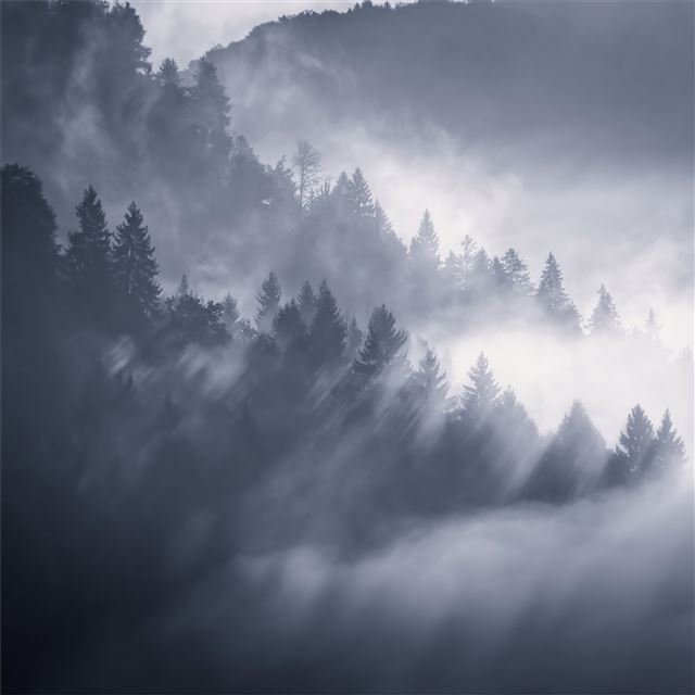 snow fog trees 5k iPad Air wallpaper 