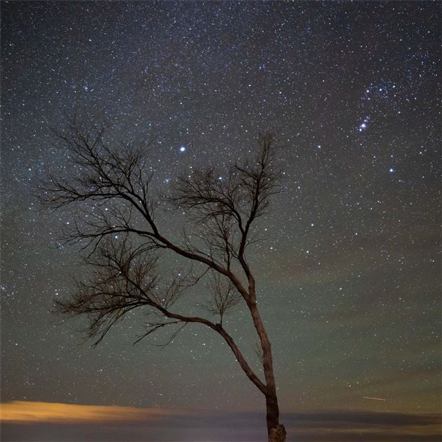 a lone tree under a night sky with stars iPad Air wallpaper 