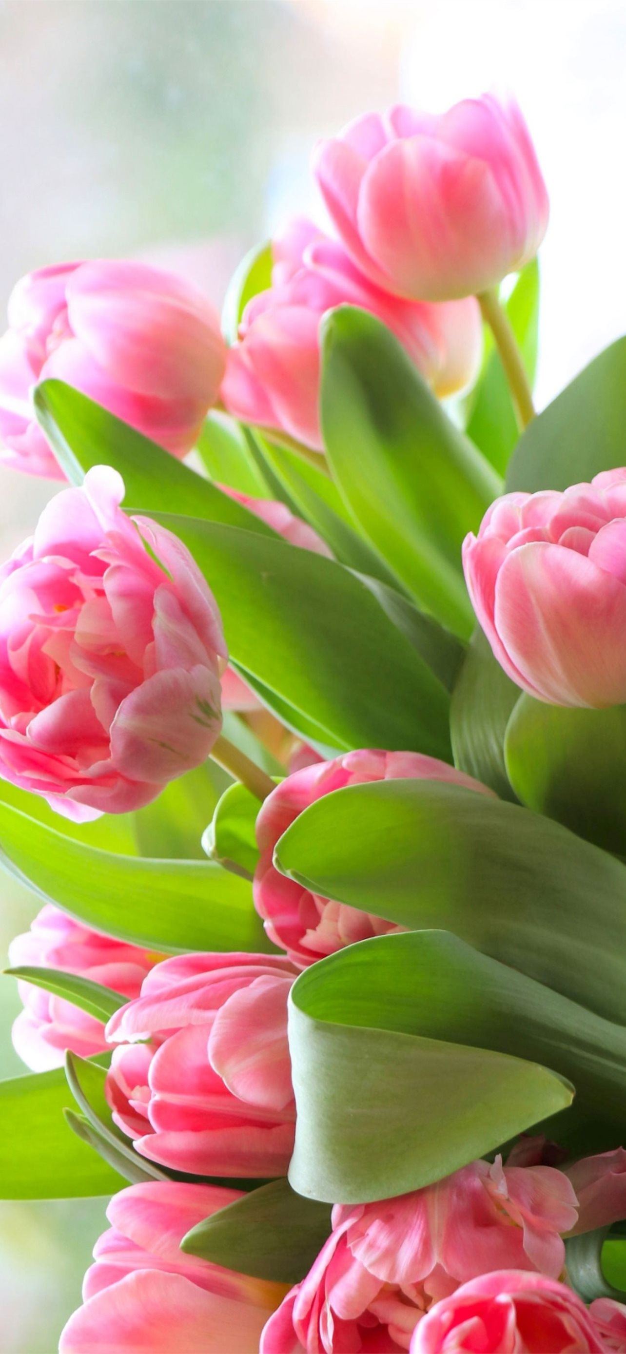 640x1136 Pink tulips Iphone 5 wallpaper