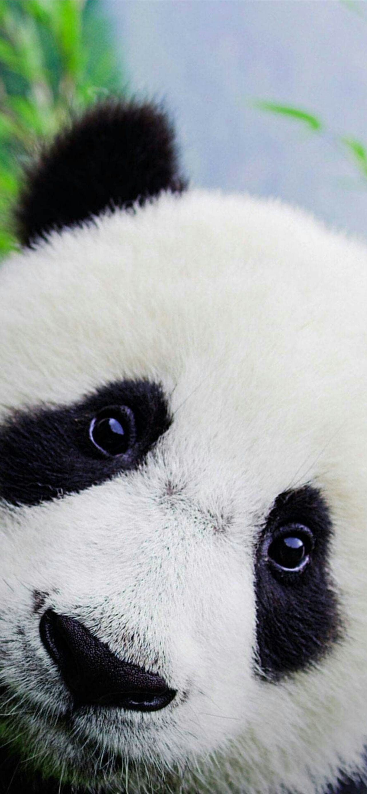 giant pandas iPhone Wallpapers Free Download