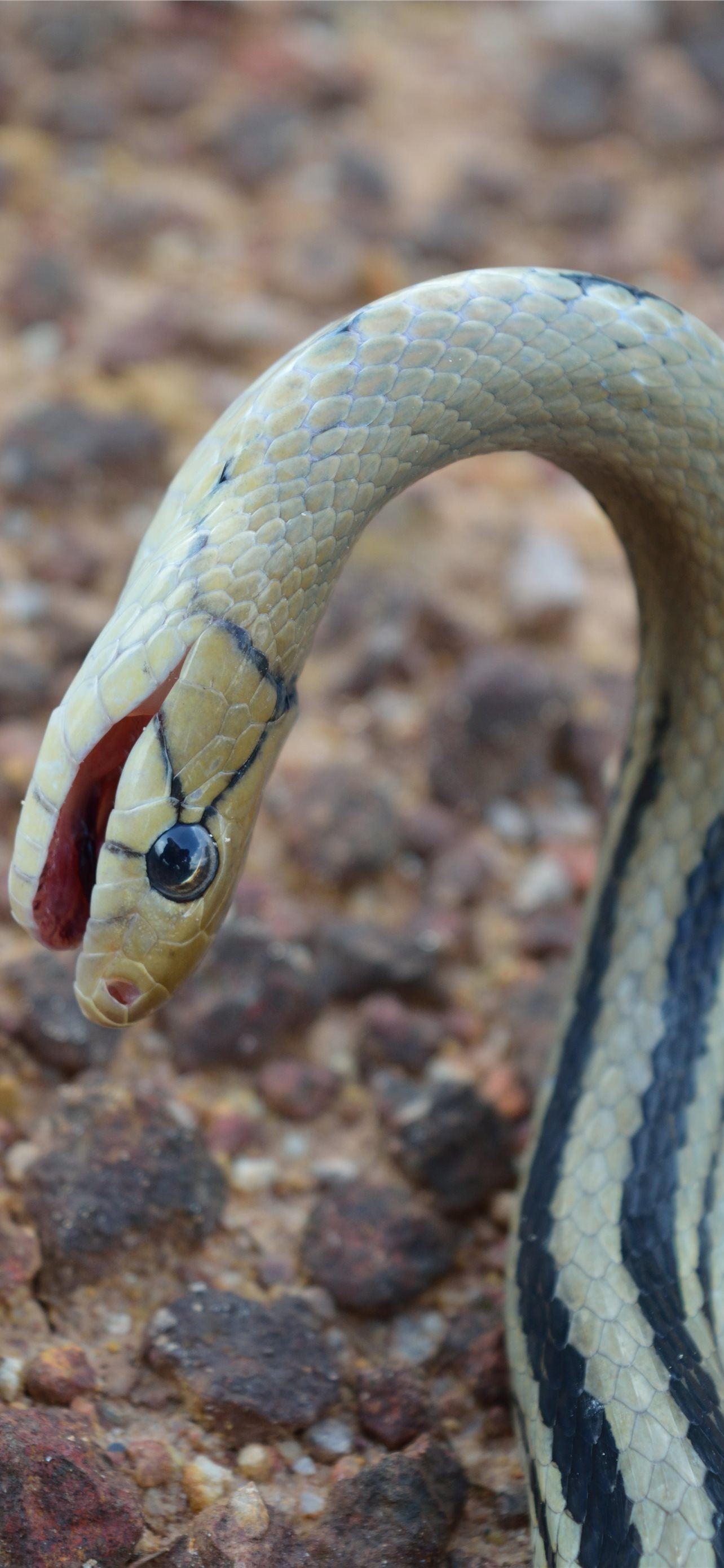 boa constrictor iPhone Wallpapers Free Download