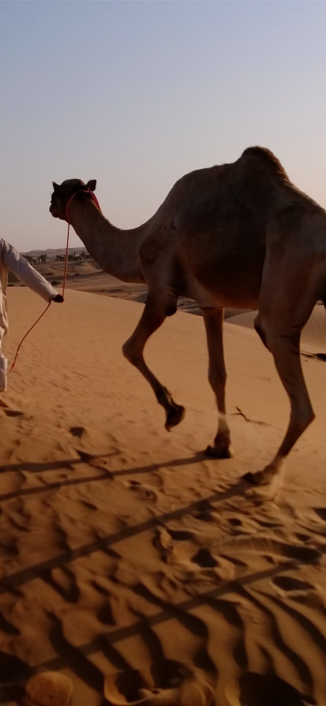 camels iPhone Wallpapers Free Download