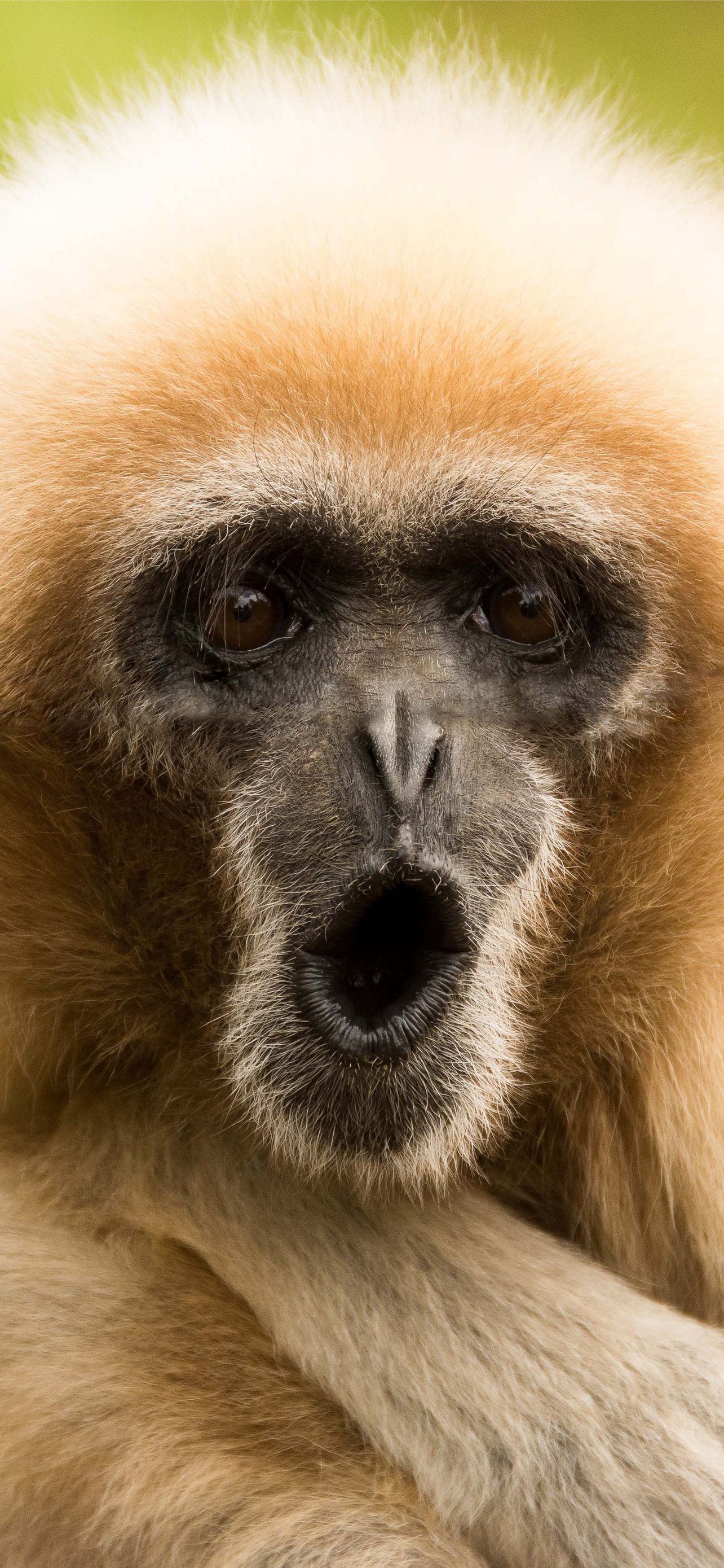 Background image Monkey Animals Gibbon  TOP Free images