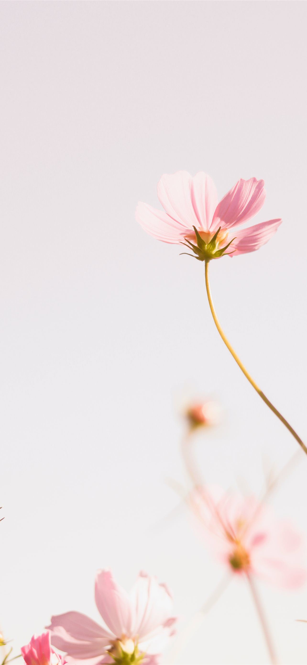 Pink Cosmos Flower In Bloom During Daytime Iphone Wallpapers Free Download