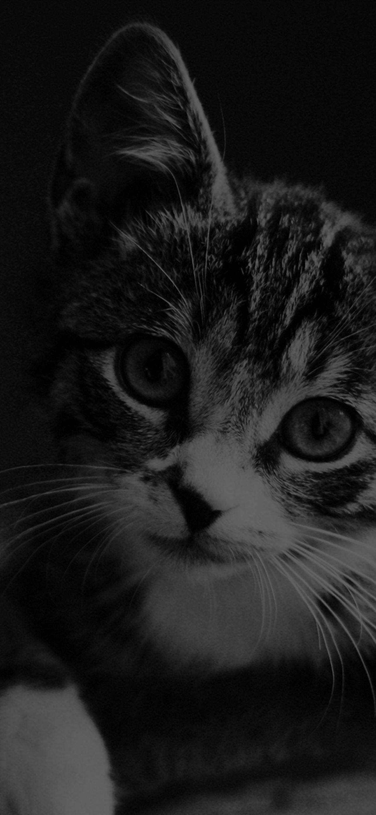 Cute Cat Look Dark Bw Animal Love Nature iPhone Wallpapers Free Download