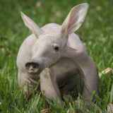 8 Wallpapers In Aardvark Wallpapers