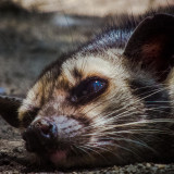8 Wallpapers In African Palm Civet Wallpapers