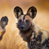 8 Wallpapers In African Wild Dog Wallpapers