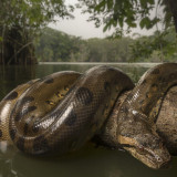 4 Wallpapers In Anaconda Wallpapers