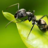 7 Wallpapers In Ant Wallpapers