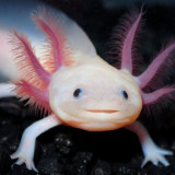 8 Wallpapers In Axolotl Wallpapers