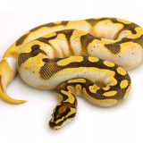 6 Wallpapers In Banana Ball Python Wallpapers