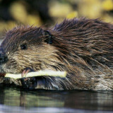 8 Wallpapers In Beaver Wallpapers
