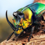 8 Wallpapers In Beetle Insect Wallpapers