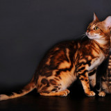 8 Wallpapers In Bengal Cats Wallpapers