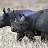 4 Wallpapers In Black Rhinoceros Wallpapers