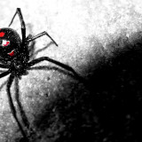 8 Wallpapers In Black Widow Spiders Wallpapers