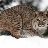 7 Wallpapers In Bobcats Wallpapers