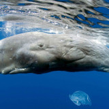 8 Wallpapers In Bowhead Whales Wallpapers