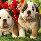 12 Wallpapers In Bulldogs Wallpapers