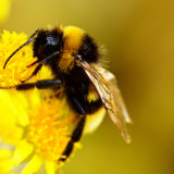 7 Wallpapers In Bumblebee Insect Wallpapers