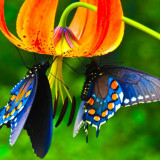 72 Wallpapers In Butterfly Wallpapers