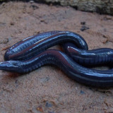 6 Wallpapers In Caecilians Wallpapers