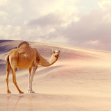 8 Wallpapers In Camel Wallpapers