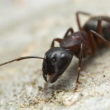 8 Wallpapers In Carpenter Ant Wallpapers