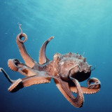 8 Wallpapers In Cephalopod Wallpapers