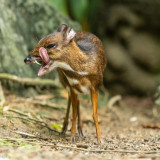 8 Wallpapers In Chevrotains Wallpapers