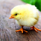 7 Wallpapers In Chick Wallpapers